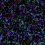 Fluorescent Light