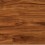 Gold Coast Acacia - In Stock
