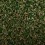 Sea Grass