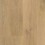 Tulip Shell Oak