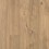 Sandbank Oak