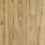 Cavalry Oak