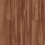 Sugar Maple