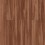 Sugar Maple