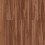 Sugar Maple