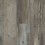 Ancestry Oak