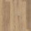 Canterbury Elm